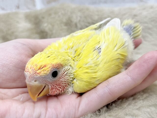 コザクラインコ（小桜インコ）