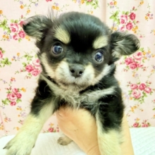 ロングコートチワワ（ブラックタン&ホワイト）女の子♪しっぽブンブン🐝いつも楽しそう♪