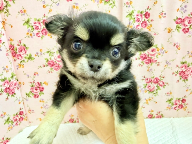 ロングコートチワワ（ブラックタン&ホワイト）女の子♪しっぽブンブン🐝いつも楽しそう♪