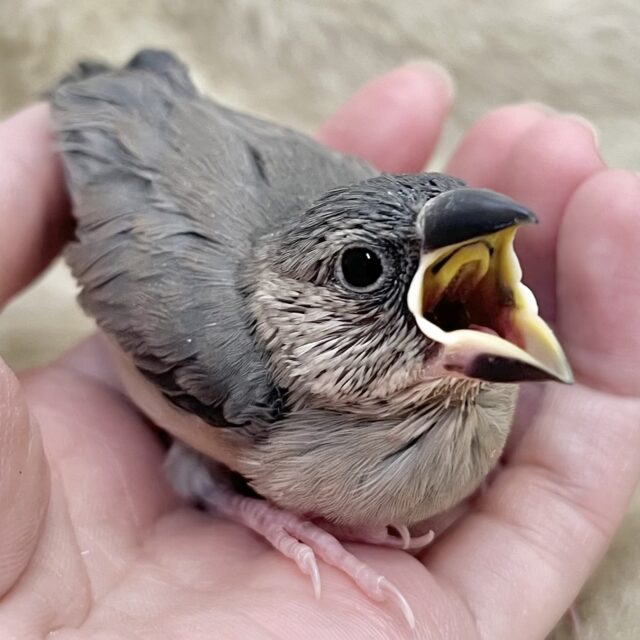 文鳥と言えば桜だよね🌸　桜文鳥