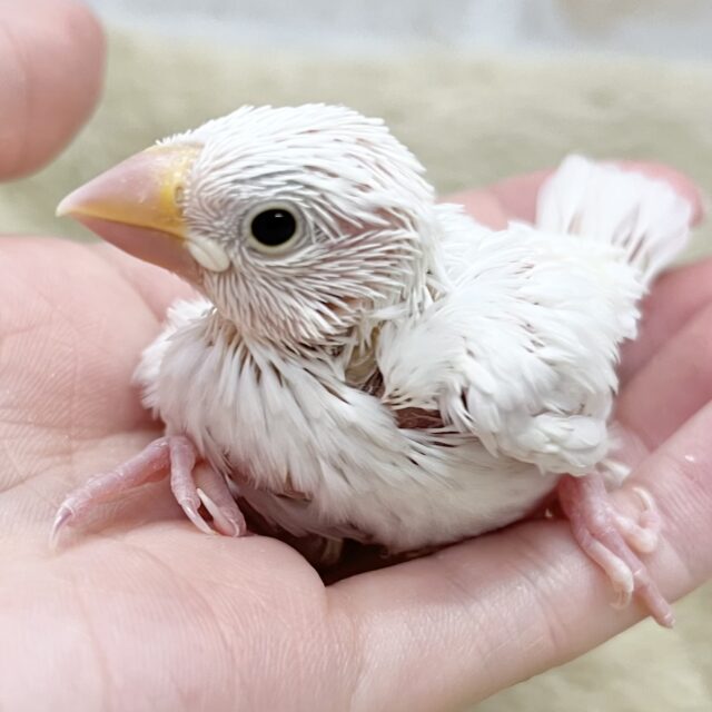 真っ白おもちさん🪽✨　白文鳥