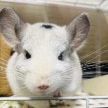 おでこの模様がチャームポイント💗💗💗　チンチラ（パイド）