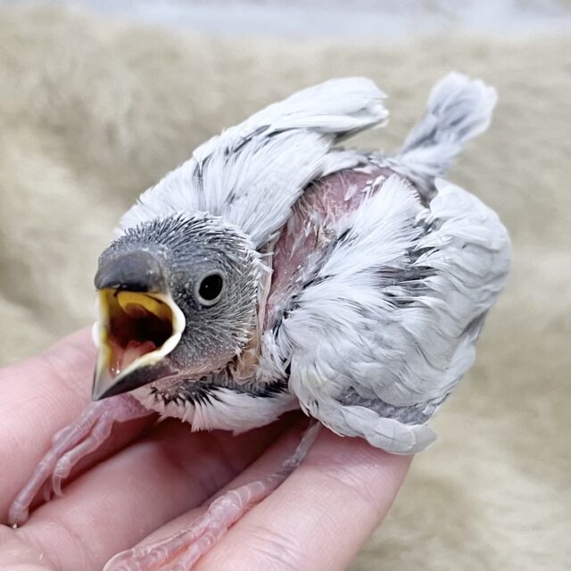 輝くシルバー🩶🤍　シルバー文鳥