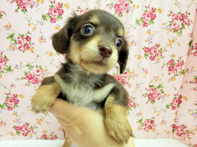 ハーフ犬(チワワ✖︎ダックス)女の子♪あま〜い🍫お転婆ちゃんがやって来た! チワックス