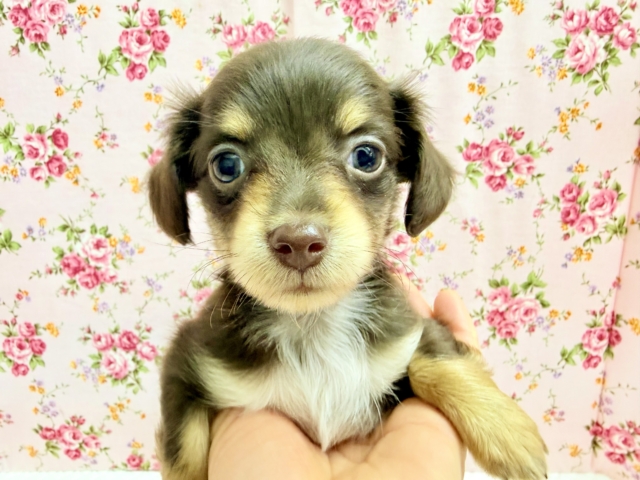 ハーフ犬（チワワ✖︎ダックス）女の子♪あま〜い🍫お転婆ちゃんがやって来た！