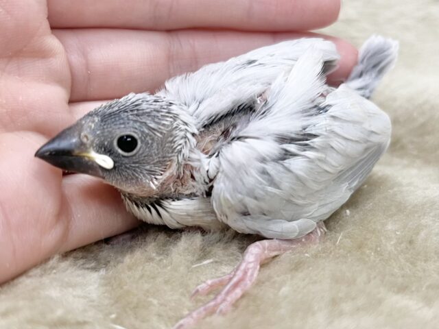 シルバー文鳥