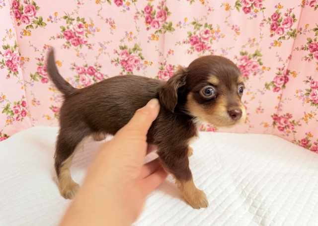 ハーフ犬(チワワ✖︎ダックス)女の子♪あま〜い🍫お転婆ちゃんがやって来た! チワックス