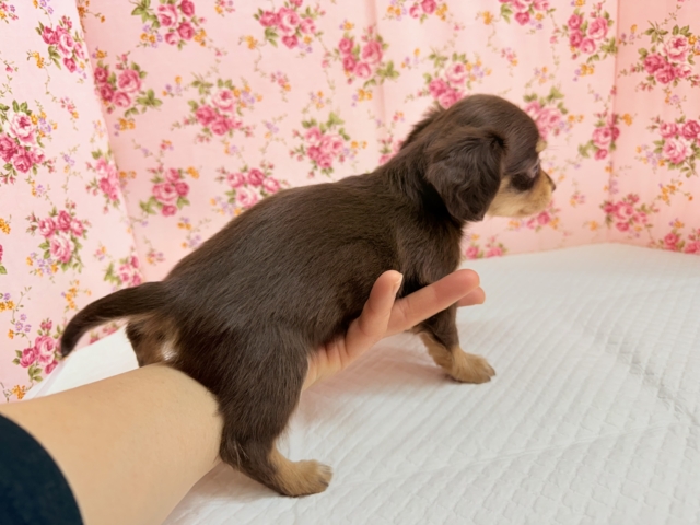 ハーフ犬(チワワ✖︎ダックス)女の子♪あま〜い🍫お転婆ちゃんがやって来た! チワックス