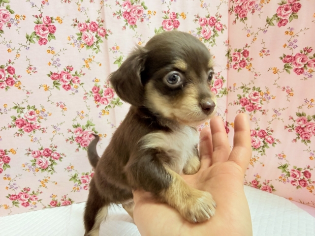 ハーフ犬(チワワ✖︎ダックス)女の子♪あま〜い🍫お転婆ちゃんがやって来た! チワックス
