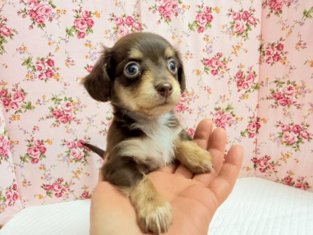 ハーフ犬(チワワ✖︎ダックス)女の子♪あま〜い🍫お転婆ちゃんがやって来た! チワックス