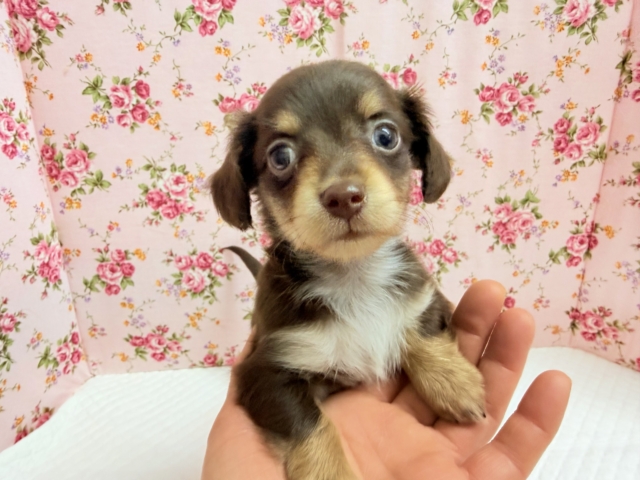 ハーフ犬(チワワ✖︎ダックス)女の子♪あま〜い🍫お転婆ちゃんがやって来た! チワックス