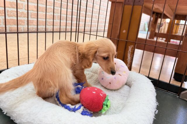 ミニチュアダックス