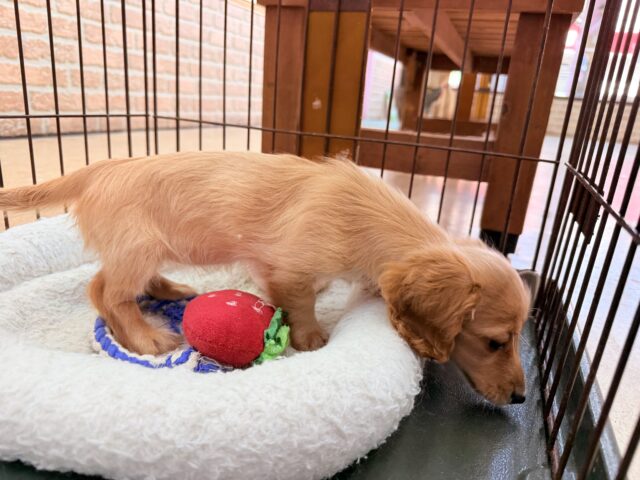 ミニチュアダックス