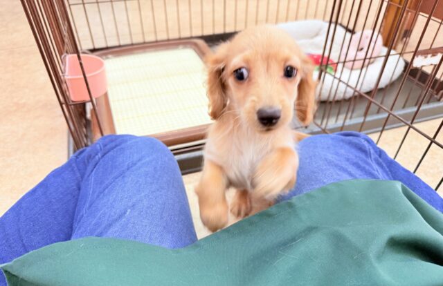 ミニチュアダックス