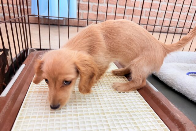 ミニチュアダックス