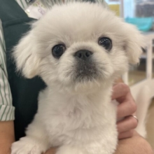 超ホヤホヤ最新画像✨ドタバタ〜走るよ〜オイラが〜🎶ペキニーズくん！