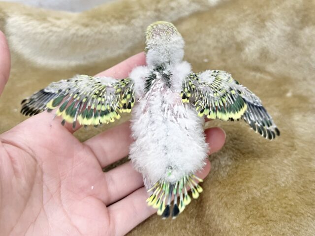 セキセイインコ