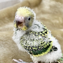 定番人気のグリーンカラー🎶🍀　  セキセイインコ（オパーリン）