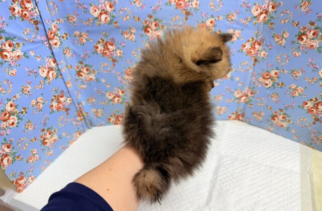 ポメラニアン(オレンジ)男の子♫やんちゃっこ参上! ポメラニアン