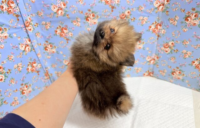 ポメラニアン(オレンジ)男の子♫やんちゃっこ参上! ポメラニアン