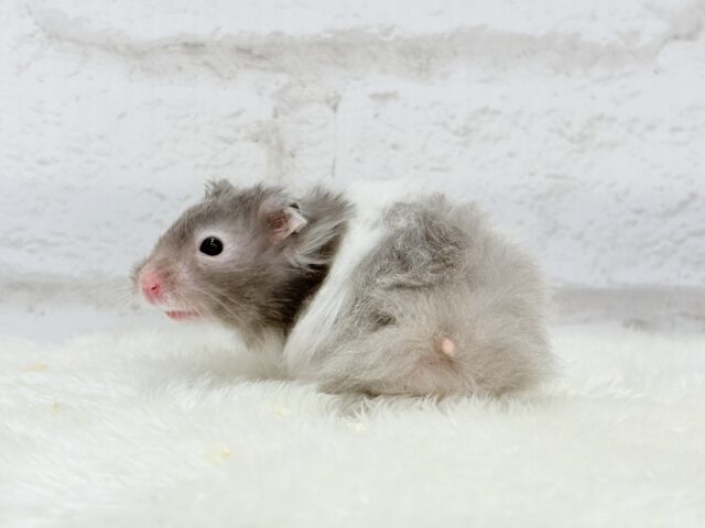 ゴールデンハムスター