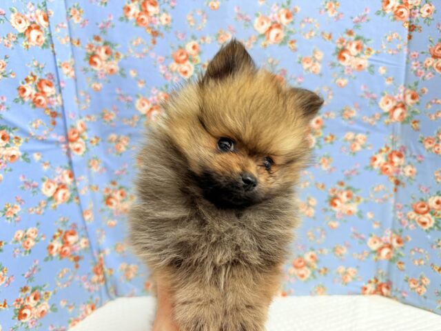 ポメラニアン(オレンジ)男の子♫やんちゃっこ参上! ポメラニアン
