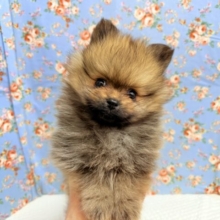 ポメラニアン（オレンジ）男の子♫やんちゃっこ参上！