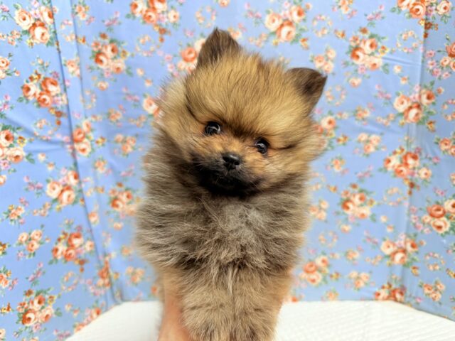 ポメラニアン（オレンジ）男の子♫やんちゃっこ参上！