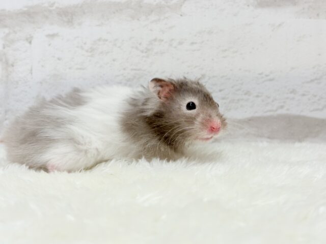ゴールデンハムスター