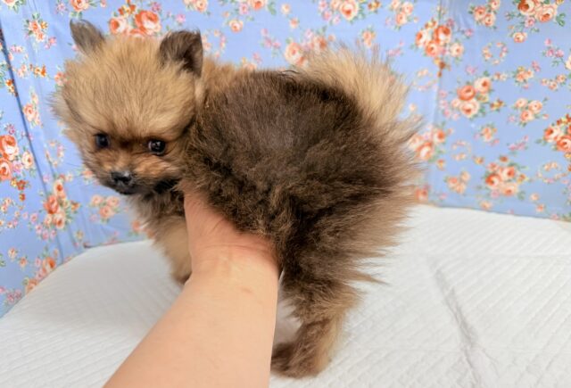 ポメラニアン(オレンジ)男の子♫やんちゃっこ参上! ポメラニアン