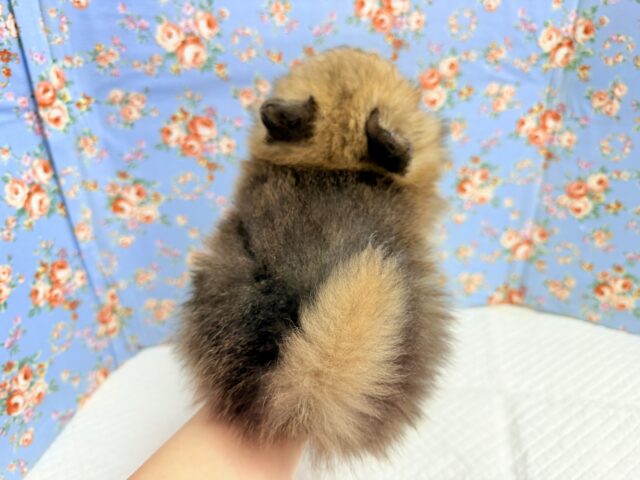 ポメラニアン(オレンジ)男の子♫やんちゃっこ参上! ポメラニアン