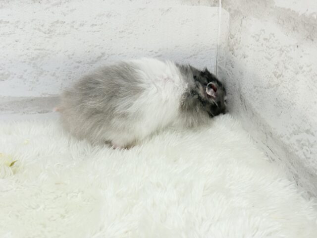 ゴールデンハムスター