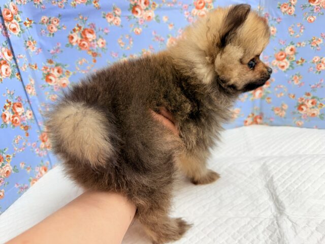 ポメラニアン(オレンジ)男の子♫やんちゃっこ参上! ポメラニアン