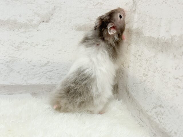 【最新画像更新🪄】土浴び大好き♡食いしん坊♡セーブルハムスター(男の子) ゴールデンハムスター