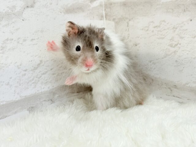 ゴールデンハムスター