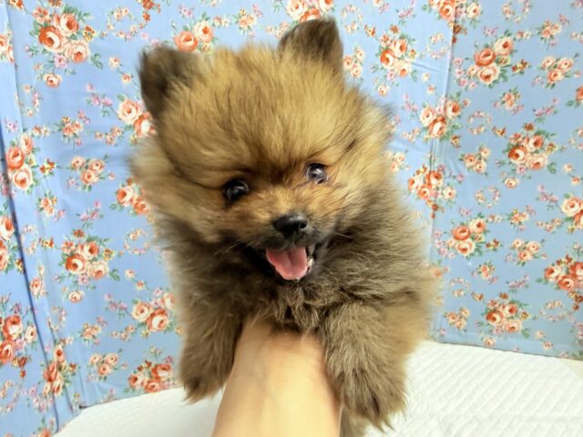 ポメラニアン(オレンジ)男の子♫やんちゃっこ参上! ポメラニアン