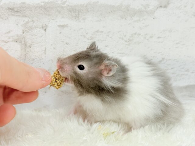 【最新画像更新🪄】土浴び大好き♡食いしん坊♡セーブルハムスター(男の子) ゴールデンハムスター