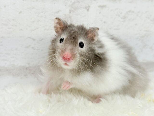 【最新画像更新🪄】土浴び大好き♡食いしん坊♡セーブルハムスター(男の子) ゴールデンハムスター