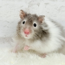 【最新画像更新🪄】土浴び大好き♡食いしん坊♡セーブルハムスター(男の子)