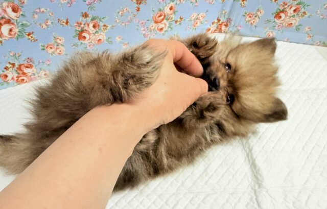 ポメラニアン(オレンジ)男の子♫やんちゃっこ参上! ポメラニアン