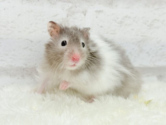 【最新画像更新🪄】土浴び大好き♡食いしん坊♡セーブルハムスター(男の子) ゴールデンハムスター