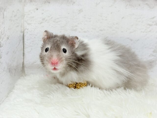 【最新画像更新🪄】土浴び大好き♡食いしん坊♡セーブルハムスター(男の子) ゴールデンハムスター