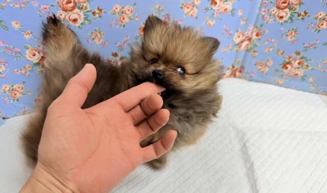 ポメラニアン(オレンジ)男の子♫やんちゃっこ参上! ポメラニアン