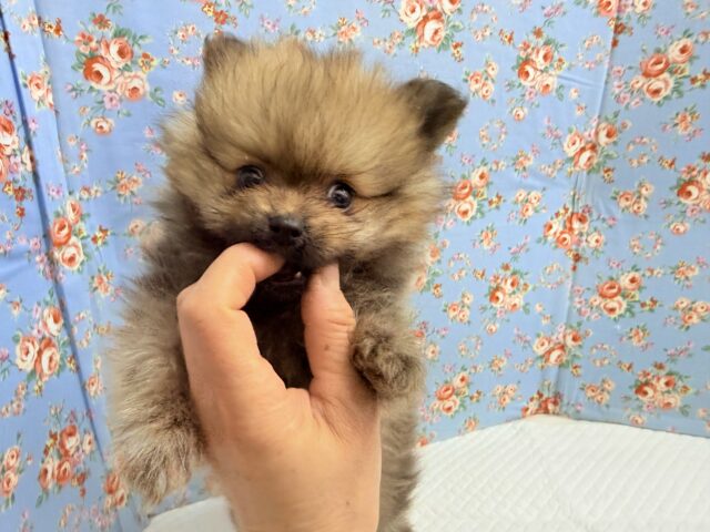 ポメラニアン(オレンジ)男の子♫やんちゃっこ参上! ポメラニアン