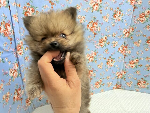 ポメラニアン(オレンジ)男の子♫やんちゃっこ参上! ポメラニアン