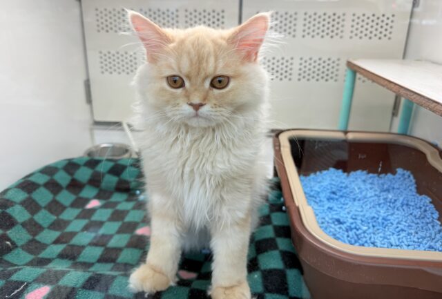 ラガマフィン(クリームタビー)男の子♫慣れるとスリスリゴロゴロ甘えんぼ〜に大変身! ラガマフィン