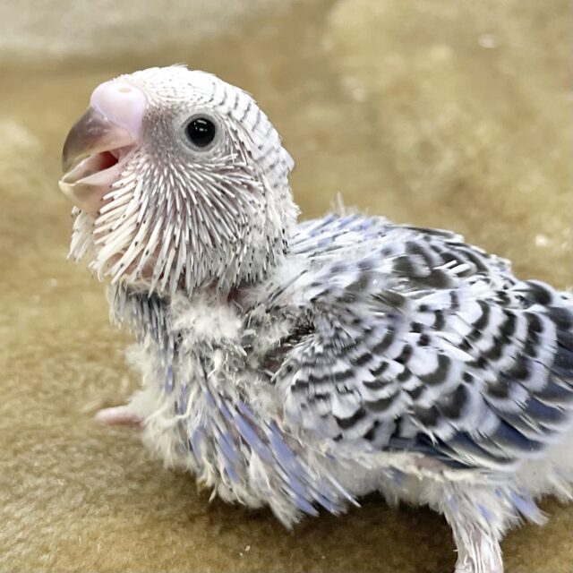 可愛さ溢れる🩵✨　セキセイインコ（ブルーオパーリン）