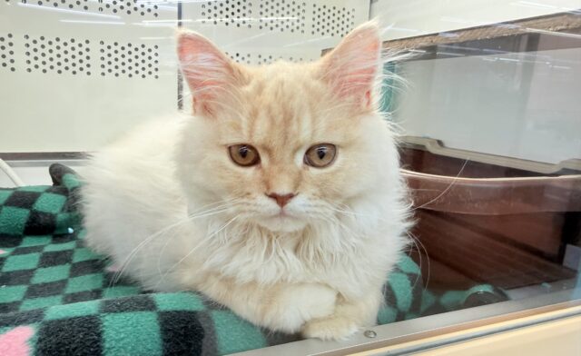 ラガマフィン(クリームタビー)男の子♫慣れるとスリスリゴロゴロ甘えんぼ〜に大変身! ラガマフィン