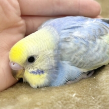 かわかわレインボー💕🌈　セキセイインコ（パステルレインボー）