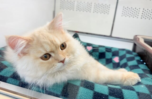 ラガマフィン(クリームタビー)男の子♫慣れるとスリスリゴロゴロ甘えんぼ〜に大変身! ラガマフィン